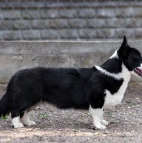 Perros Welsh Corgi en venta