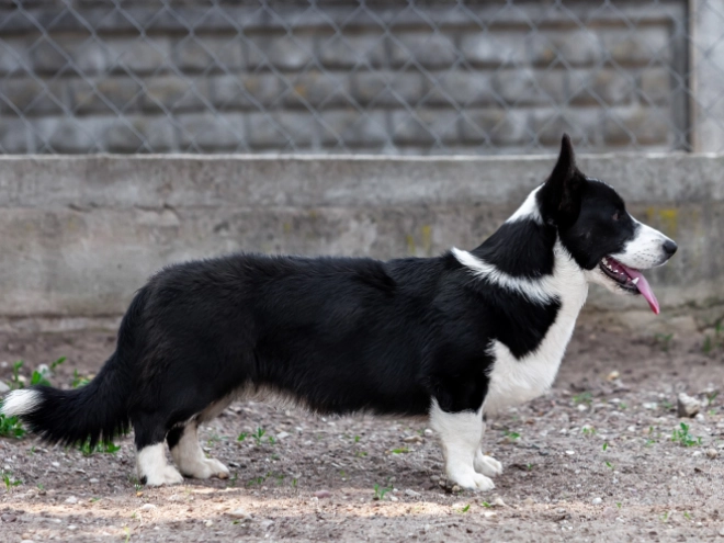 Perros Welsh Corgi en venta