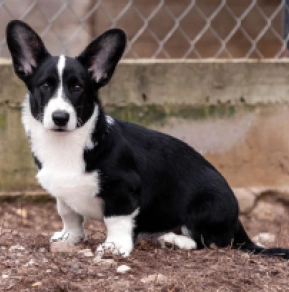 Welsh Corgi puppy for sale