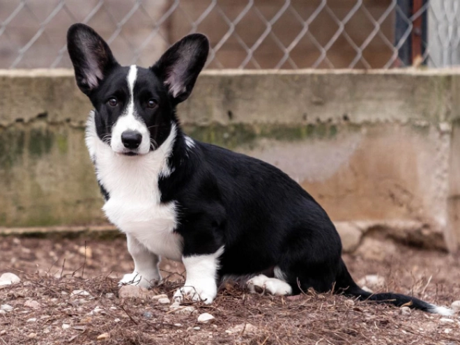 Welsh Corgi Welpe kaufen