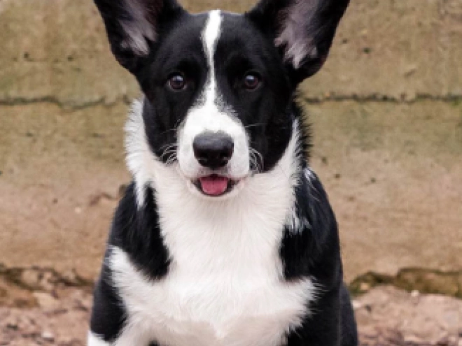 Welsh Corgi Welpe kaufen