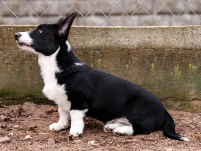 Welsh Corgi Welpe kaufen