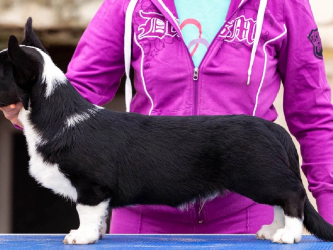 Welsh Corgi Welpe kaufen