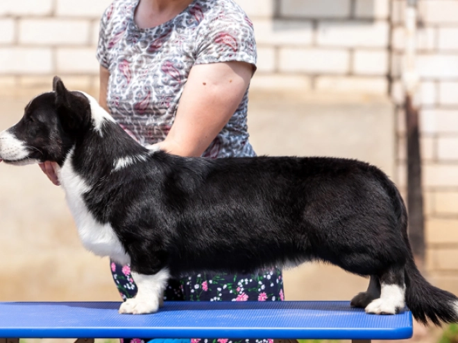 Perros Welsh Corgi en venta