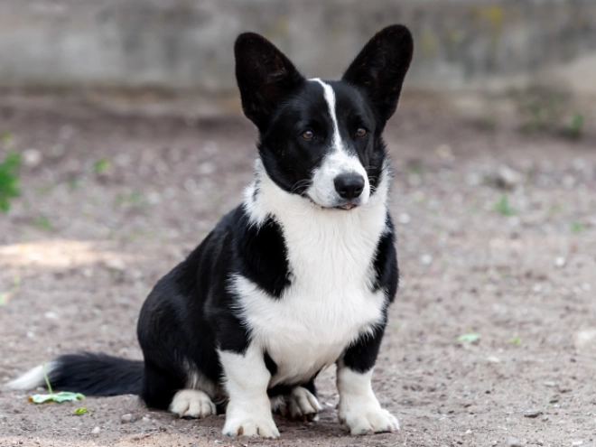 Perros Welsh Corgi en venta