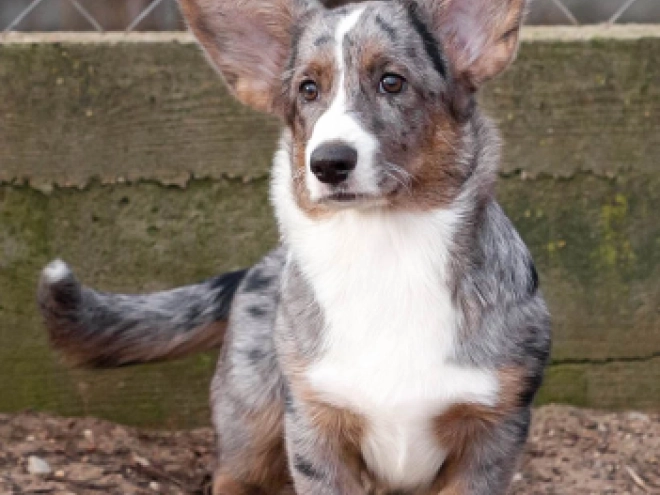 Welsh Corgi Welpe kaufen