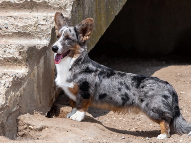 Welsh Corgi puppy for sale