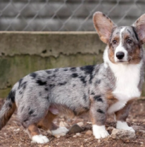 Welsh Corgi puppy for sale