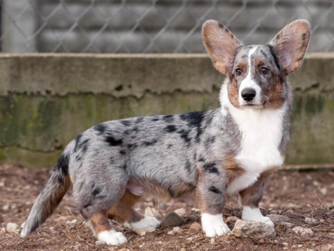 Welsh Corgi Welpe kaufen