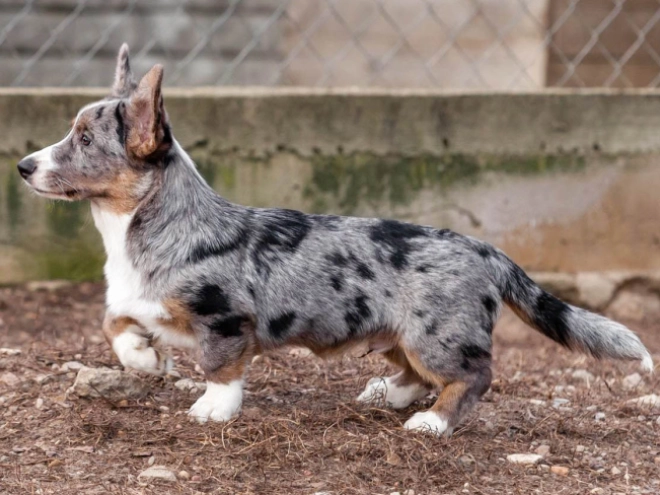 Welsh Corgi Welpe kaufen