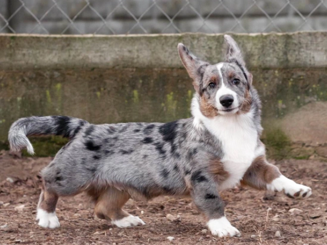 Welsh Corgi Welpe kaufen
