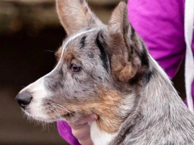 Welsh Corgi Welpe kaufen