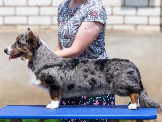 Welsh Corgi puppy for sale