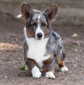 Perros Welsh Corgi en venta