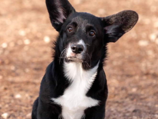 Welsh Corgi Welpe kaufen