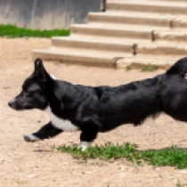 Leto – Cardigan, tricolor Welsh Corgi for sale
