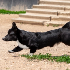 Perros Welsh Corgi en venta