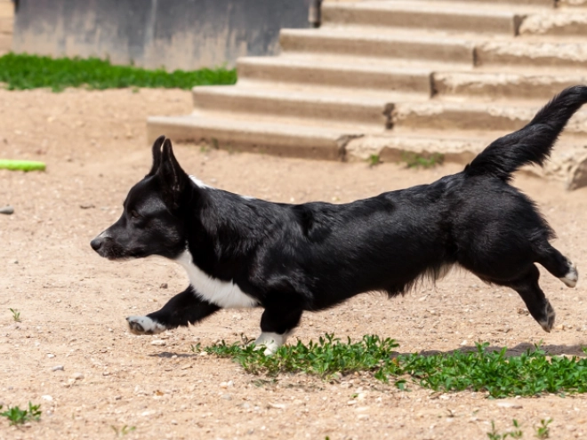 Welsh Corgi puppy for sale