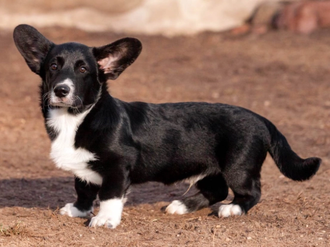 Welsh Corgi Welpe kaufen