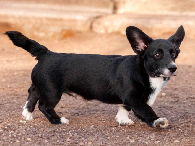 Welsh Corgi Welpe kaufen