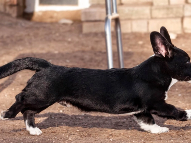 Welsh Corgi Welpe kaufen