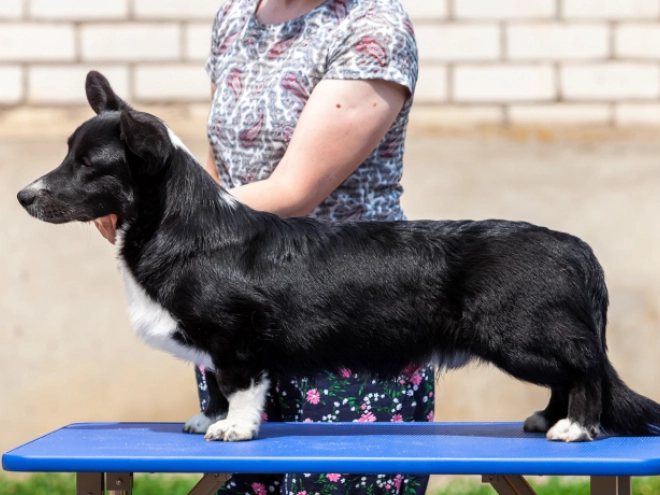 Welsh Corgi puppy for sale