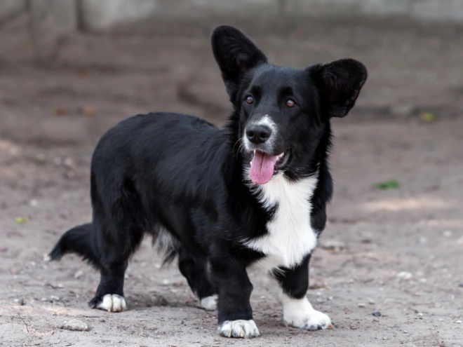 Welsh Corgi puppy for sale