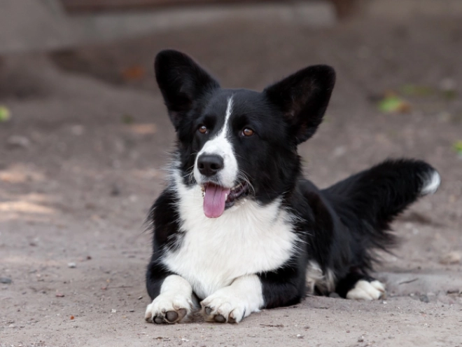 Welsh Corgi Welpe kaufen