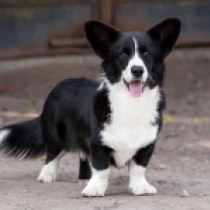 Grant – Cardigan, tricolor Welsh Corgi for sale