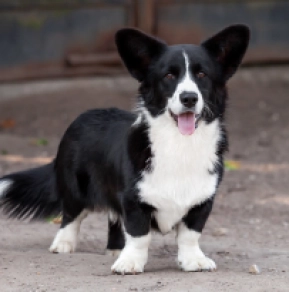 Welsh Corgi puppy for sale