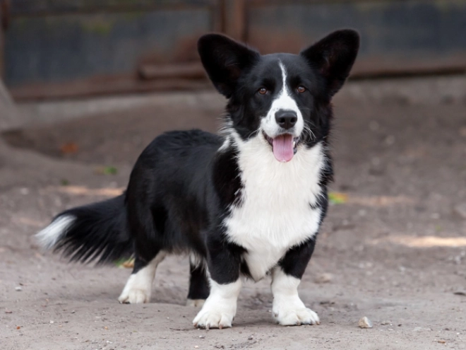Welsh Corgi Welpe kaufen