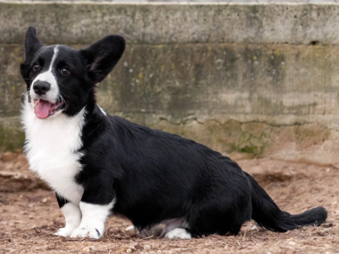 Welsh Corgi Welpe kaufen