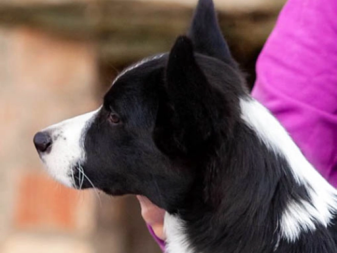 Welsh Corgi Welpe kaufen
