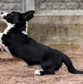 Welsh Corgi puppy for sale