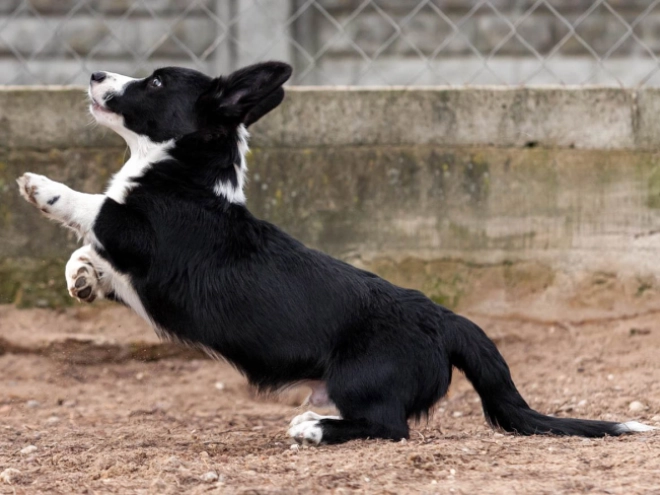 Welsh Corgi Welpe kaufen