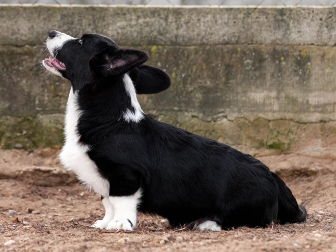 Welsh Corgi Welpe kaufen