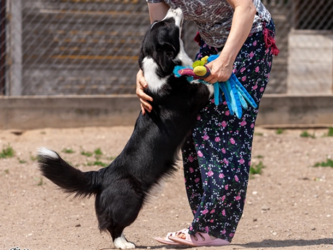 Welsh Corgi Welpe kaufen