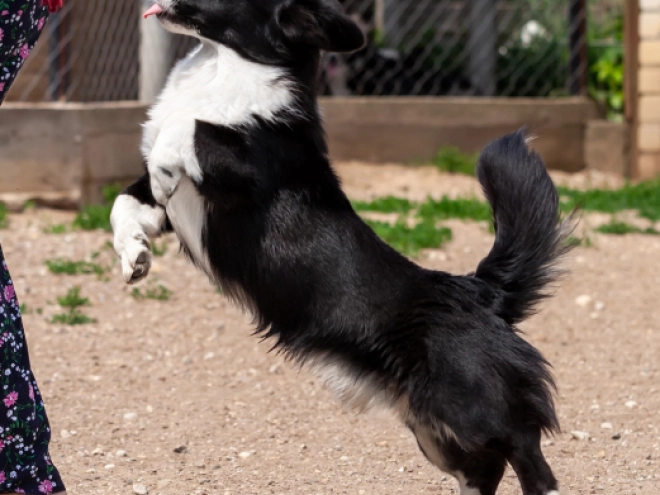 Welsh Corgi Welpe kaufen