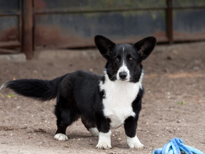 Perros Welsh Corgi en venta