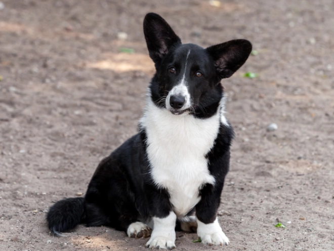 Perros Welsh Corgi en venta