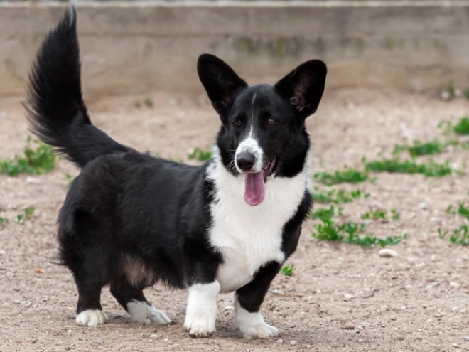 Perros Welsh Corgi en venta