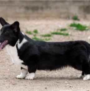Welsh Corgi puppy for sale