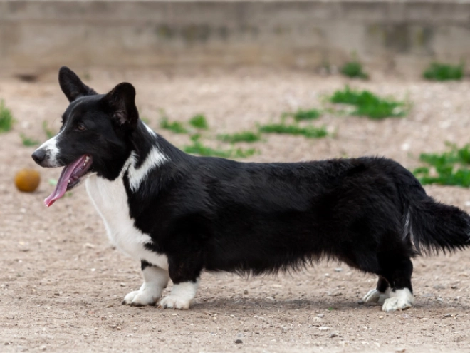 Perros Welsh Corgi en venta