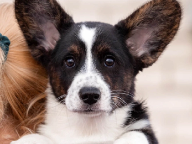 Welsh Corgi Welpe kaufen