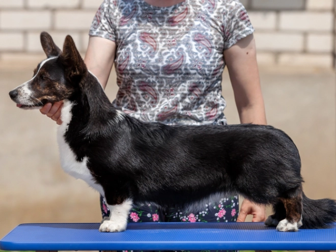 Perros Welsh Corgi en venta