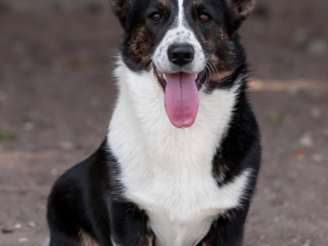 Perros Welsh Corgi en venta