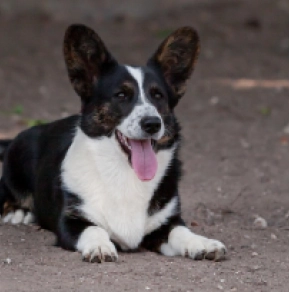 Perros Welsh Corgi en venta
