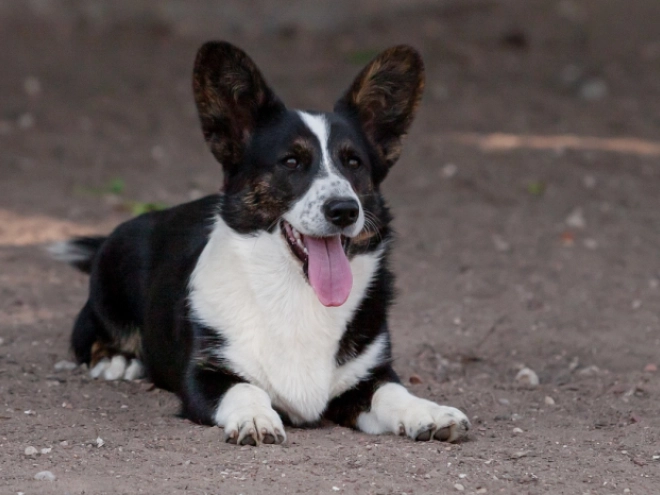 Perros Welsh Corgi en venta