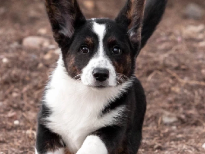 Welsh Corgi Welpe kaufen