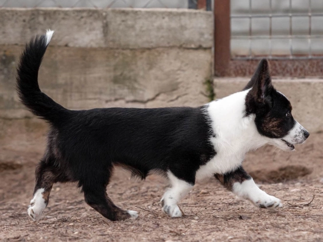 Welsh Corgi Welpe kaufen